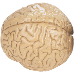 Photo of brain