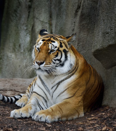 Photo of tiger