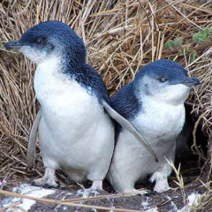 Photo of penguin