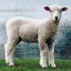 Photo of sheep