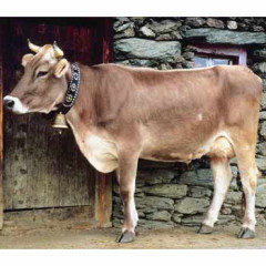 Photo of cow