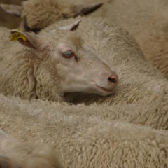Photo of wool