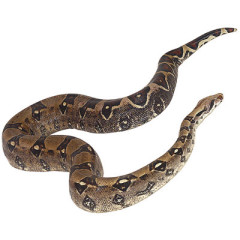 Photo of snake