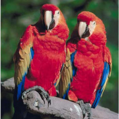 Photo of pair