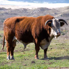 Photo of bull