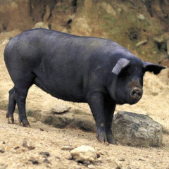 Photo of pig