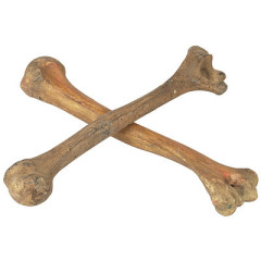 Photo of bone