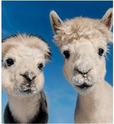 Part 2 Animals
