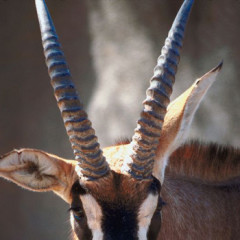 Photo of long horns