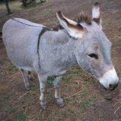 Photo of donkey