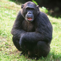 Photo of monkey