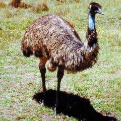 Photo of emu