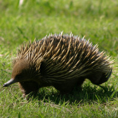 Photo of echidna