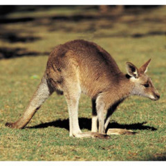 Photo of kangaroo