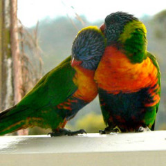 Photo of rainbow lorikeet