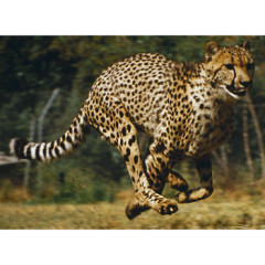 Photo of cheetah
