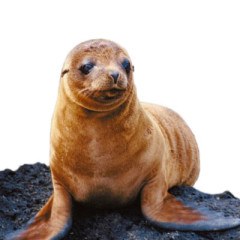 Photo of seal