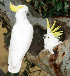 Photo of cockatoo
