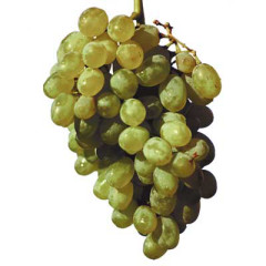 Photo of grapes