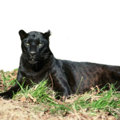 Photo of panther