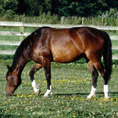 Photo of horse