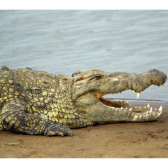 Photo of crocodile