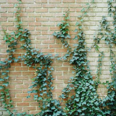 Photo of wall