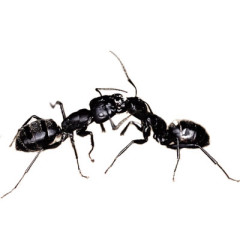 Photo of ant