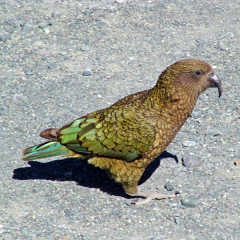 Photo of kea