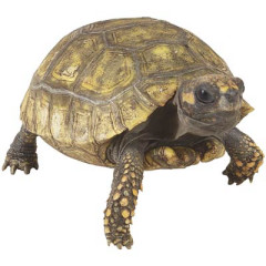 Photo of tortoise