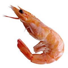 Photo of prawn