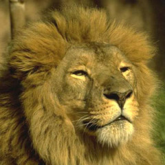 Photo of lion