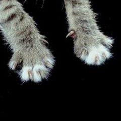 Photo of paw