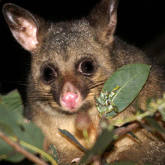 Photo of possum