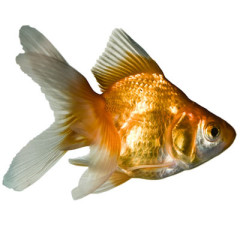 Photo of fish