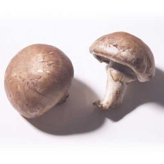 Photo of mushroom