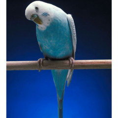 Photo of budgerigar