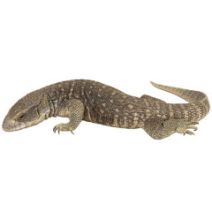 Photo of lizard