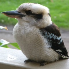 Photo of kookaburra