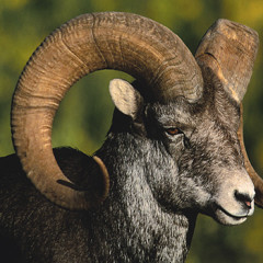 Photo of curly horns