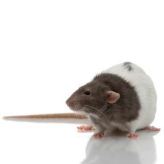 Photo of rat