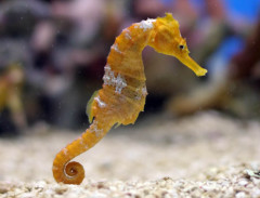 Photo of Sea Horse