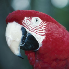 Photo of parrot