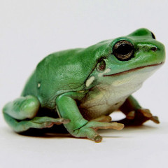 Photo of frog