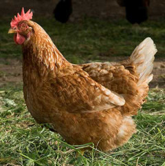 Photo of chicken
