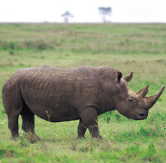 Photo of rhinoceros
