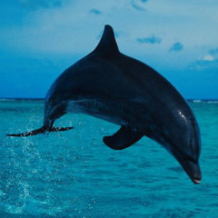 Photo of dolphin