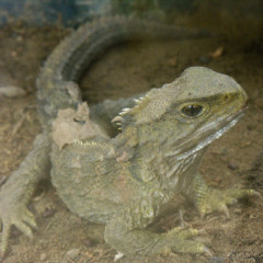 Photo of tuatara