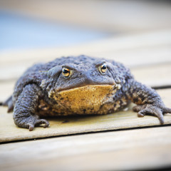 Photo of toad