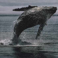 Photo of whale
